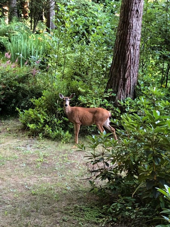 A Tiny Escape Villa Roberts Creek Bagian luar foto